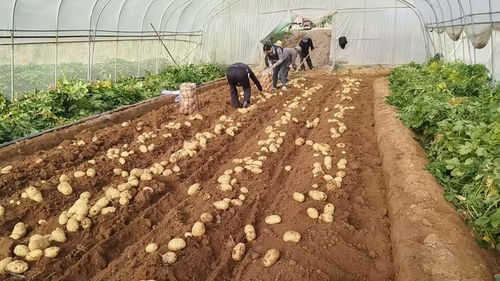 甘肃临洮 大棚早熟马铃薯抢“鲜”上市，薯类种植喜开新局