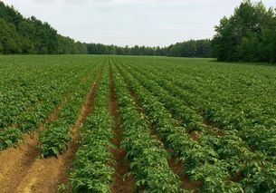 马铃薯脱毒种薯 能吃、种植需区分的薯类知识