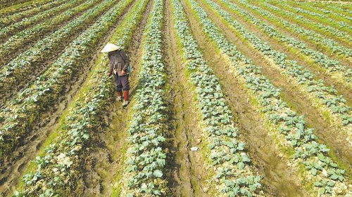 秋冬无闲田 汕尾冬种优质甘薯助力保障粮食安全