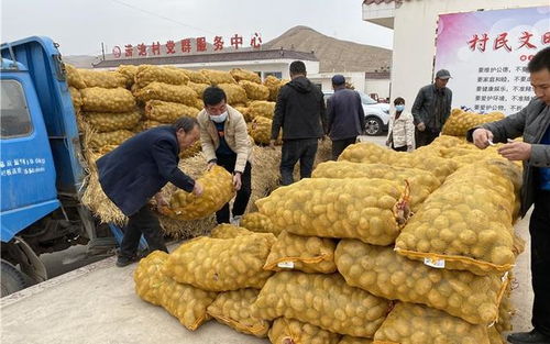 兰州市文明办捐赠万斤薯种助力脱贫攻坚 薯类种植开启致富新路